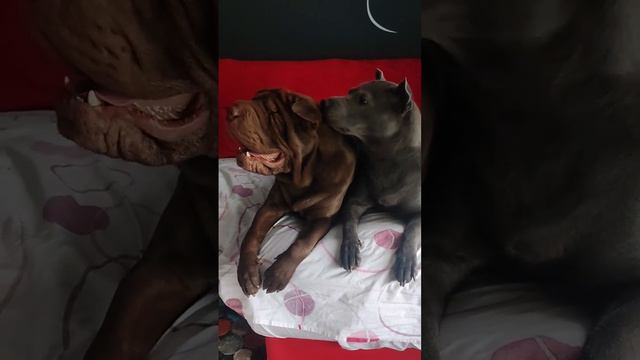 Sharpeis Love 😍 #shortdogs #puppies #sharpei #dog #puppy смотреть онлайн