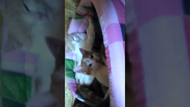 малыши смотреть онлайн