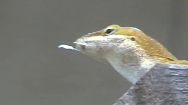 Анолисы смотреть онлайн