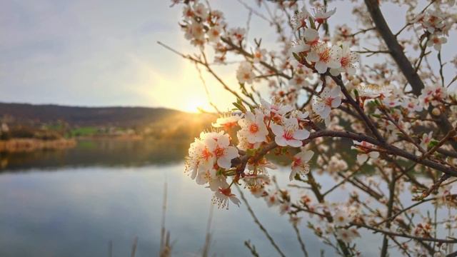 Peaceful Guitar Music To Relax Work Or Study (1 Hour)