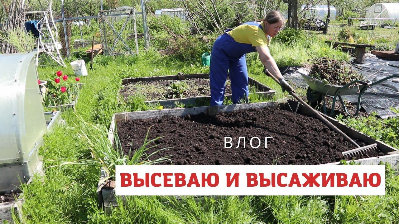 Работы в мае непочатый край! Высаживаю рассаду порея, физалиса, сею фасоль и чуть-чуть любуюсь садом смотреть онлайн