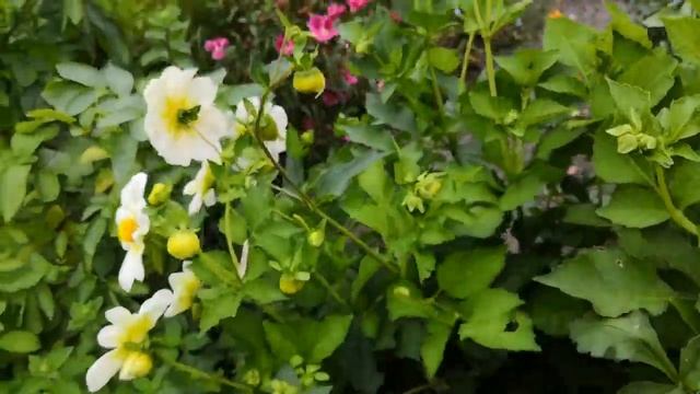 ЦВЕТУЛИ У ВИКУЛИ,георгина и томаты из АЛИЭКСПРЕССа, ОБЗОР ЦВЕТНИКОВ 22.8, и немного огорода смотреть онлайн