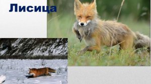 Дикие пушные хищные звери