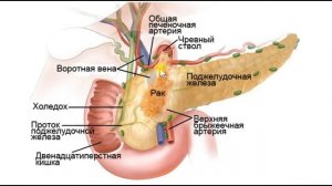 Топография. Поджелудочная железа. Селезёнка