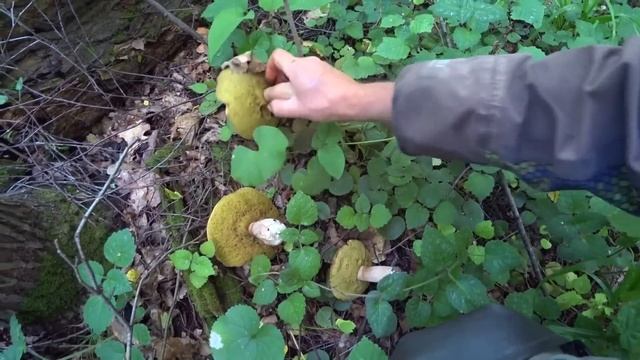 УЖАС! БЕЛЫЕ ГРИБЫ ОКРУЖИЛИ НАС! ОГРОМНЫЕ ПОЛЯНЫ в ИЮЛЕ! Лисичка ПОВСЮДУ! Дубовики ПРУТ! ГРИБЫ 2023! смотреть онлайн