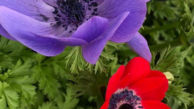 How to grow spring anemone смотреть онлайн