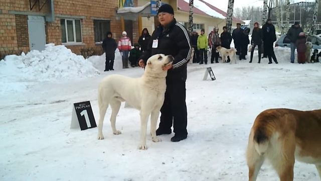 продолжение ринг кобели г Чайковский, 16 02 2013 смотреть онлайн