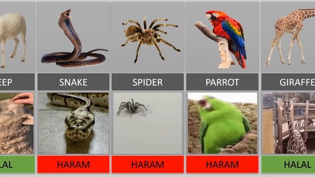 HALAL AND HARAM ANIMAL MEAT IN ISLAM COMPARISON смотреть онлайн