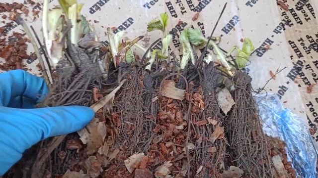 Распаковка рассады Фриго смотреть онлайн