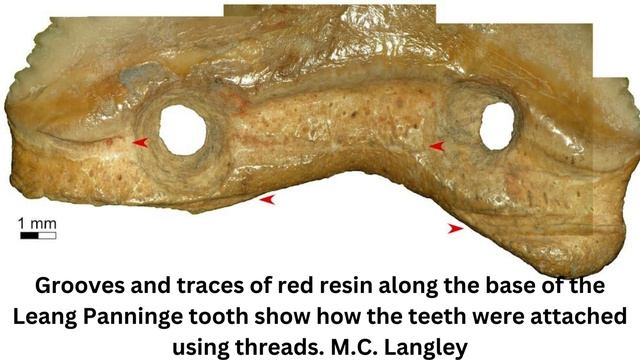 Bringing a shark to a knife fight: 7,000-year-old shark-tooth knives discovered in Indonesia смотреть онлайн