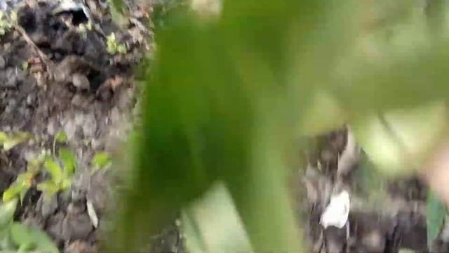Помидоры на даче. Подскажите сорт сливы. смотреть онлайн