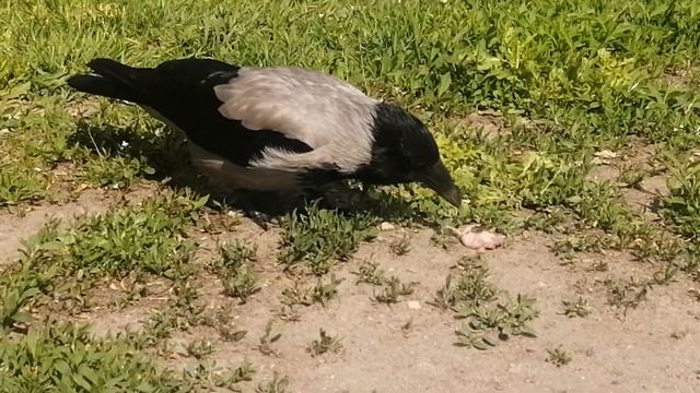 Мышонок для вороны. Пытливому Глазу два года! / Baby mouse for a crow. Prying Eye turns 2! смотреть онлайн