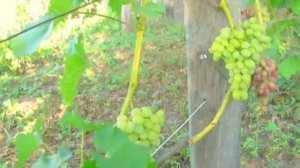 Виноград Светлана