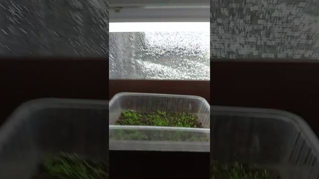 04.11.2020г. посев эустомы смотреть онлайн