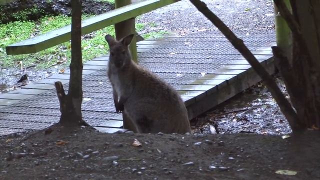 Bennett's Wallaby смотреть онлайн