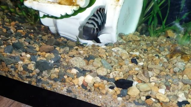 Цихлида полосатая выгуливает мальков смотреть онлайн