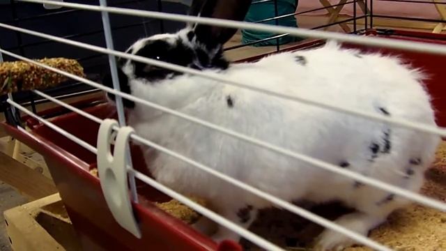 Порода кроликов Бабочка смотреть онлайн