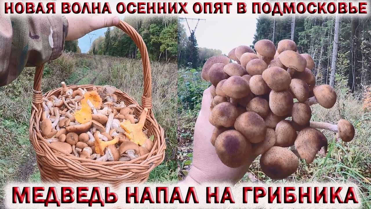 ?НОВАЯ ВОЛНА ОСЕННИХ ОПЯТ В ПОДМОСКОВЬЕ.?КОРЗИНА ГРИБОВ.?МЕДВЕДЬ НАПАЛ НА ГРИБНИКА смотреть онлайн