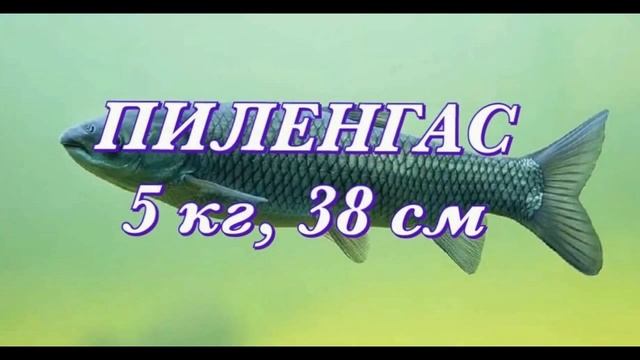 №125. Разрешенный размер и вес! смотреть онлайн