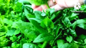 ШПИНАТ НА ЗИМУ/  Как заморозить шпинат дома