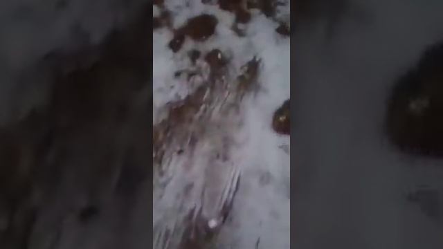 Тигр загрыз собак смотреть онлайн