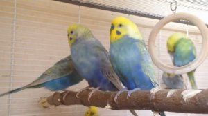 Радужные волнистые попугайчики. Rainbow birds