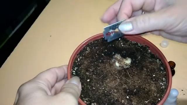 Цикламен из магазина ПОГИБАЕТ?!? Часть 3. смотреть онлайн