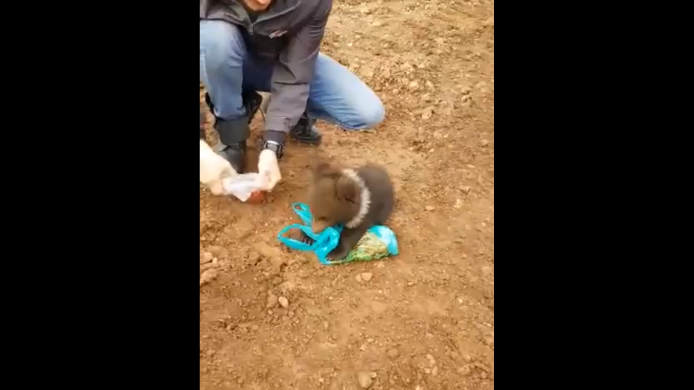 Голодный медвежонок смотреть онлайн