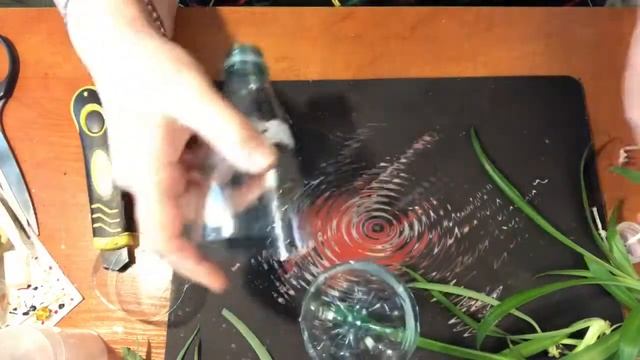 329. Мой хлорофитум. Размножение. Укоренение на фитильном поливе. смотреть онлайн