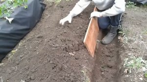 Высокие грядки для земляники(клубники)под укрывным материалом.