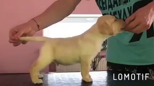 Щенок лабрадора ретривера смотреть онлайн