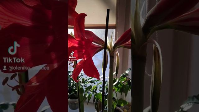 гиппеаструм смотреть онлайн