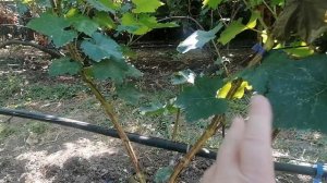 Виноград Шакира(Калугин В. М.) прививка 2023год виноградник Король В. Н. г. Краснодар.