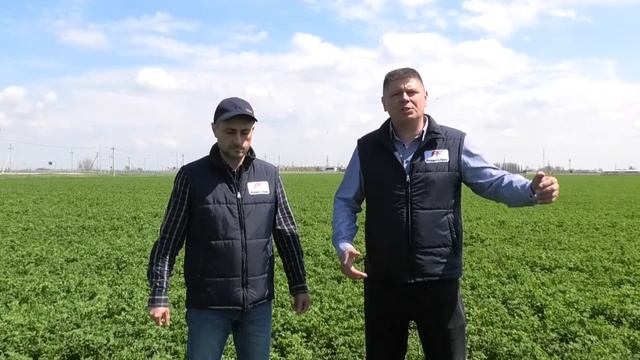 Посев, выращивание и консервация люцерны. ЗАГОТОВКА СИЛОСА и СЕНАЖА с SilosProf от Protect&Feed. смотреть онлайн