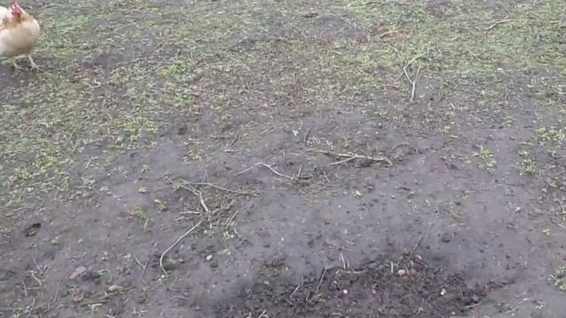 Всё цветёт и вкусно пахнет ? смотреть онлайн