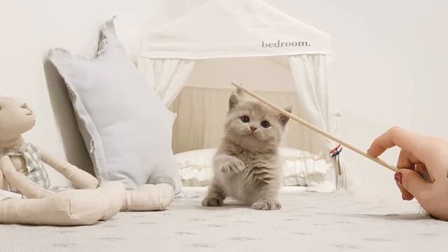 Munchkin kitten too cute videos - KimsKennelUS смотреть онлайн