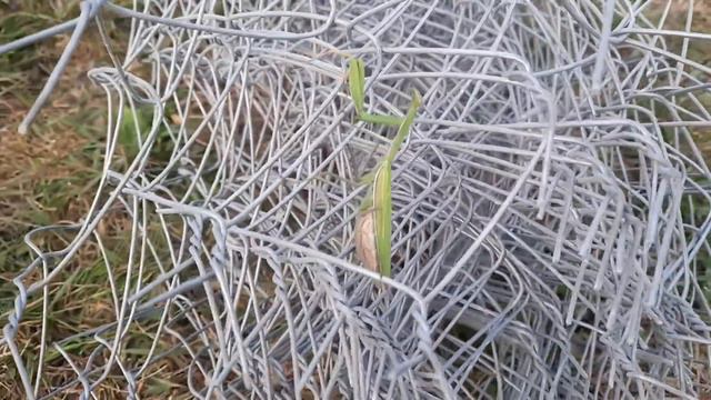Крутой богомол! смотреть онлайн