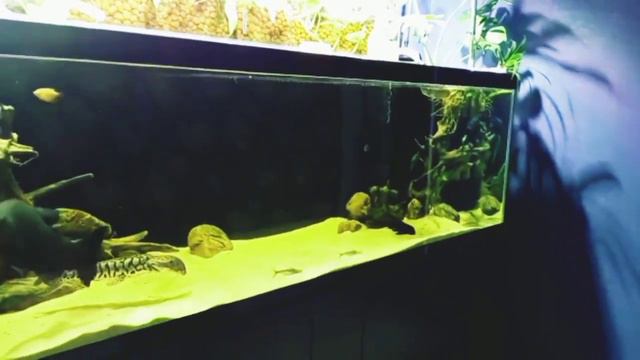 АКВАРИУМ НА 1000 ЛИТРОВ ,КРУТОЙ АКВАРИУМ АЛЕКСАНДРА. смотреть онлайн