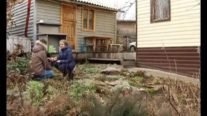 Вечно зелёные