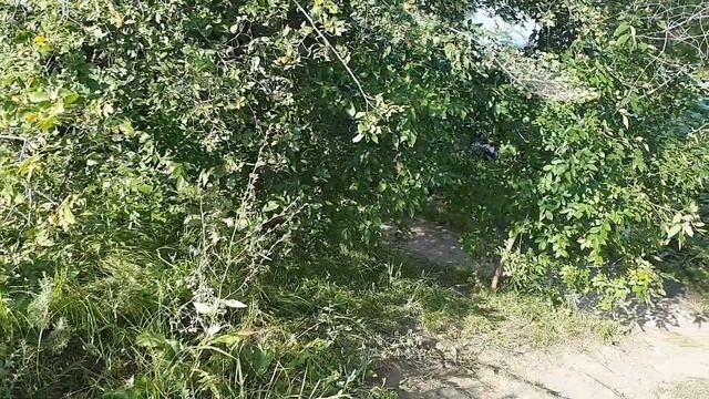ВОЛГОГРАД...ОЗЕРО С ЛОТОСАМИ...КАТАЕМСЯ НА ГРАНТЕ ЛИФТБЕКЕ. смотреть онлайн