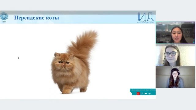 4К Математика: «Котики в математике (и не только!)» (продолжение) смотреть онлайн