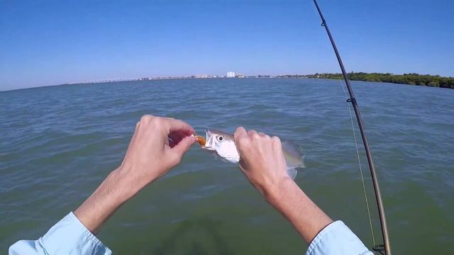 Using GULP JERK SHAD Inshore Tampa Bay and I CAUGHT A NEW SPECIES!! смотреть онлайн