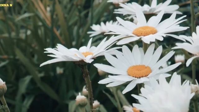 Можно ли пить ромашковый чай ежедневно? Сколько ромашкового чая можно пить? #ромашка #фитотерапия смотреть онлайн