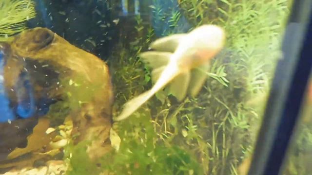 МОИ СОМИКИ ВУАЛЕВЫЕ АНЦИСТРУСЫ СУПЕР РЕД ( СТРЕКОЗА ) смотреть онлайн