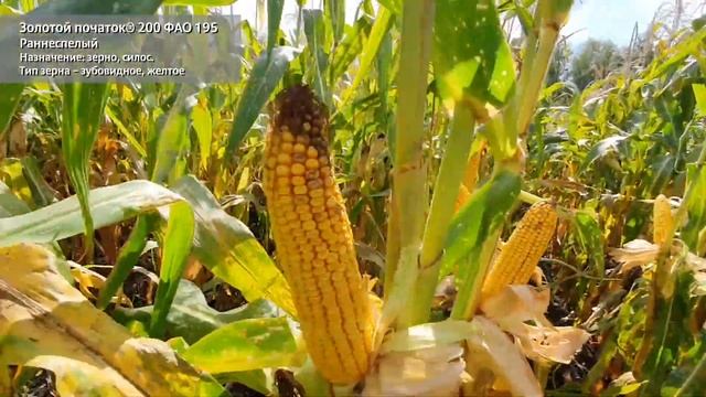 Гибрид кукурузы Золотой початок® 200 смотреть онлайн
