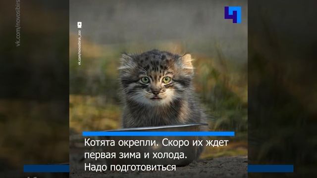 Манулята из Новосибирского зоопарка готовятся к холодам смотреть онлайн