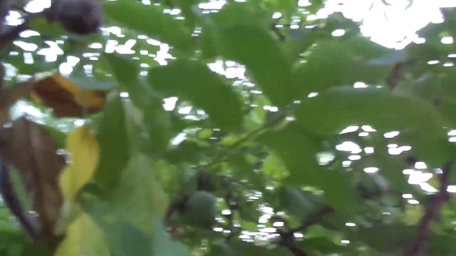 Выбор саженцев грецкого ореха смотреть онлайн