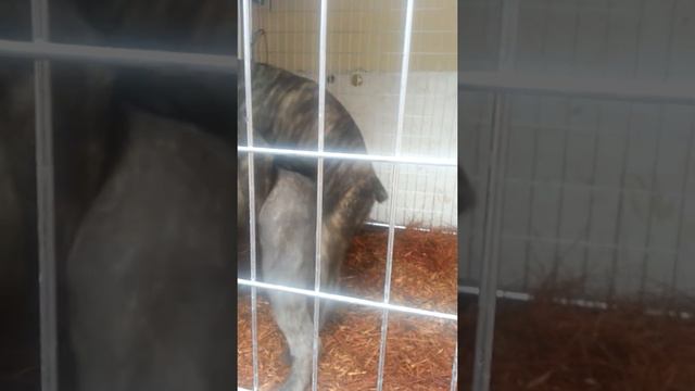 Cane corso breeding смотреть онлайн