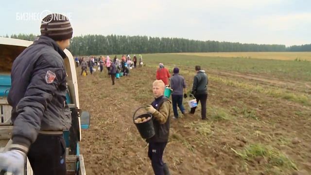 Экокартофель из Альдермыша | Бизнес на селе #27 смотреть онлайн