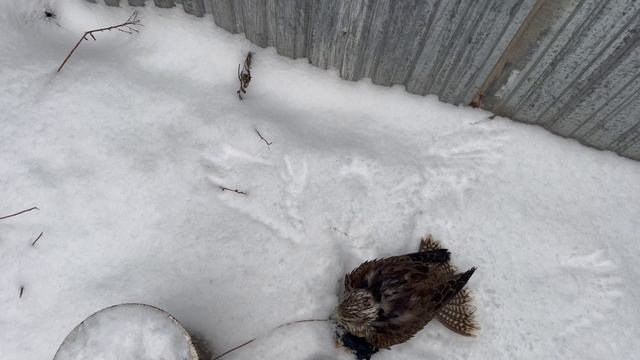 Кормлю Велеса / Осторожно ГРОМКО / Время Сокола смотреть онлайн